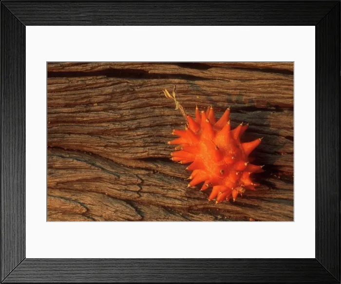 Framed Print : Horned cucumber. MalaMala Game Reserve