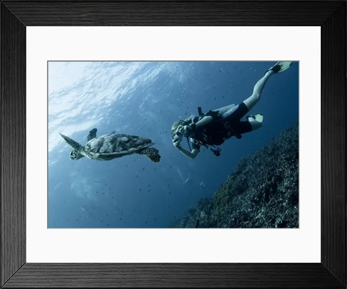 Framed Print : Underwater view of turtle with scuba diver, Similan National Reserve, Richelieu Rock, Andaman Sea, Thailand