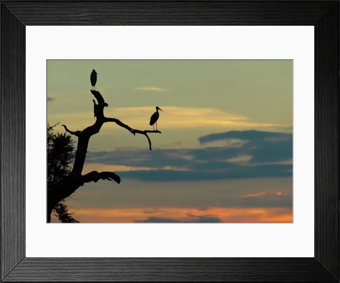 Framed Print : Marabou Stork (Leptopilos crumeniferns) in dead tree at sunset Framed Print : Marabou Stork (Leptopilos crumeniferns) in dead tree at sunset