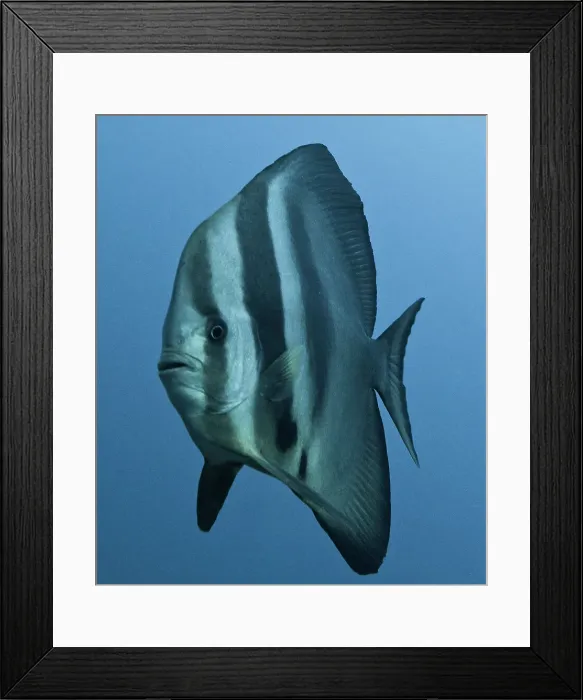 Framed Print : Underwater view of a batfish, Similan National Reserve Framed Print : Underwater view of a batfish, Similan National Reserve