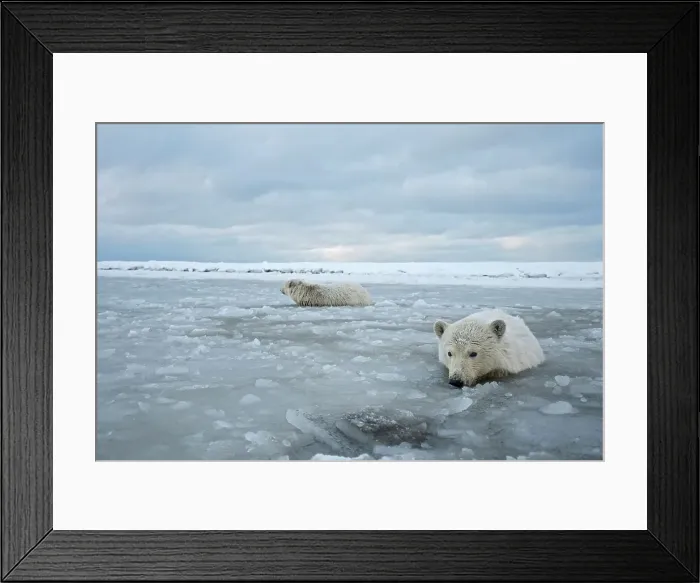 Framed Print : A pair of curious polar bear (Ursus maritimus) cubs walk in shallow slushy waters of newly formed pack ice Framed Print : A pair of curious polar bear (Ursus maritimus) cubs walk in shallow slushy waters of newly formed pack ice