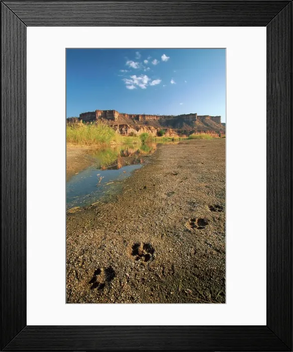 Framed Print : Lion spoor at Chilojo Cliffe. Gonarezhou National Park