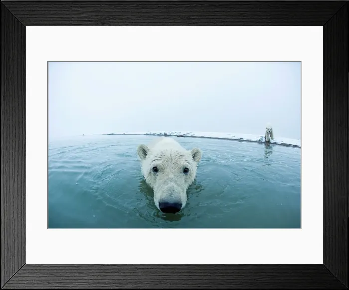 Framed Print : polar bear, Ursus maritimus, curious young bear along Bernard Spit