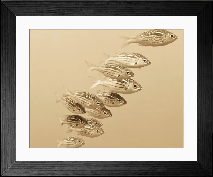 Framed Print : Underwater view of school of fish Framed Print : Underwater view of school of fish