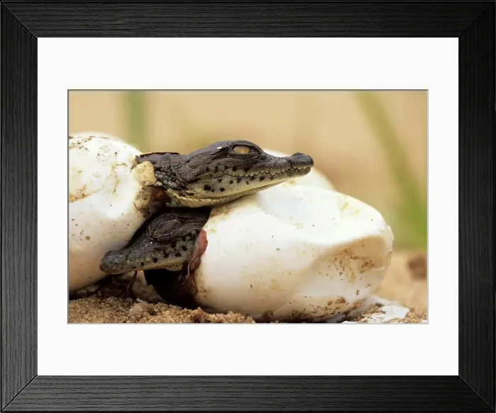 Framed Print : Nile Crocodile. (crocodylus niloticus) Hatching