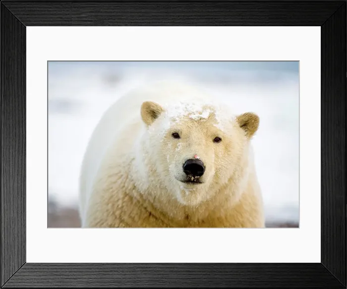 Framed Print : polar bear, Ursus maritimus, profile of a young bear along the coast Framed Print : polar bear, Ursus maritimus, profile of a young bear along the coast