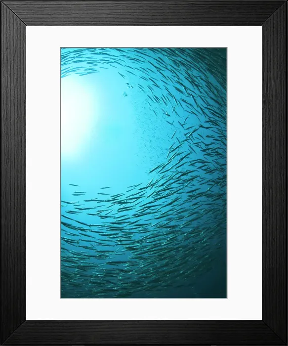 Framed Print : Underwater view of school of fish