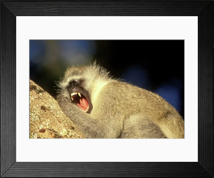 Framed Print : Ververt Monkeys (Cercopithecus aethiops)