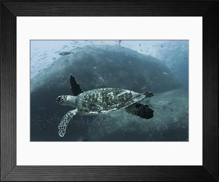 Framed Print : Underwater view of a turtle and fish, Similan National Reserve, Richelieu Rock, Andaman Sea, Thailand Framed Print : Underwater view of a turtle and fish, Similan National Reserve, Richelieu Rock, Andaman Sea, Thailand