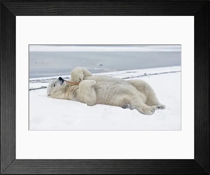 Framed Print : A young boar polar bear (Ursus maritimus) plays with a stick along a barrier island during the Fall freeze up Framed Print : A young boar polar bear (Ursus maritimus) plays with a stick along a barrier island during the Fall freeze up