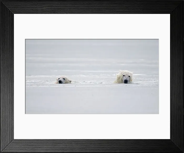 Framed Print : A pair of polar bear cubs (Ursus maritimus) swim through slushy waters during the Fall freeze up
