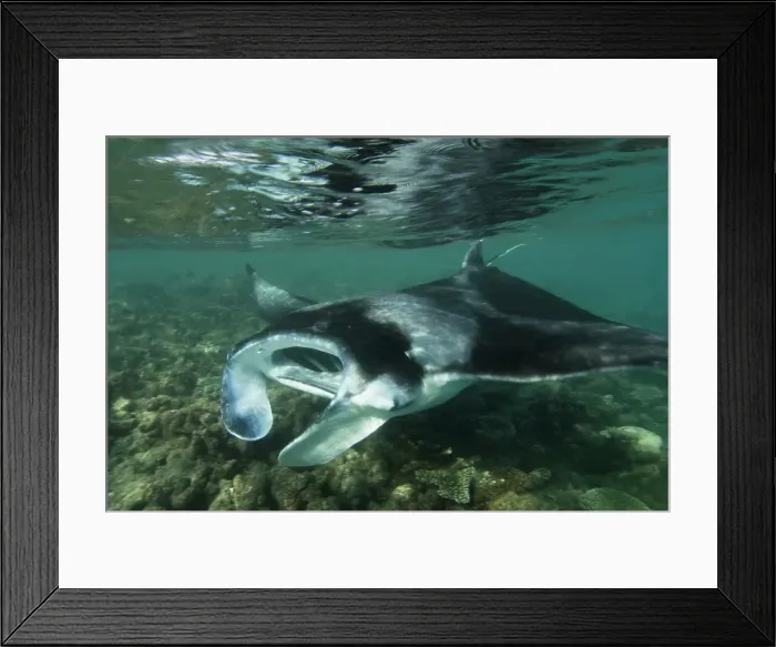 Framed Print : Underwater view of Manta ray (Manta birostris) Framed Print : Underwater view of Manta ray (Manta birostris)