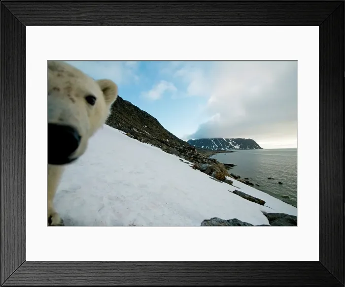 Framed Print : Polar bear (Ursus maritimus) Framed Print : Polar bear (Ursus maritimus)