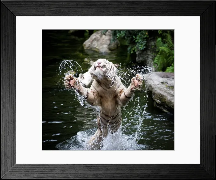 Framed Print : Male White tiger (Panthera tigris tigris) catching food