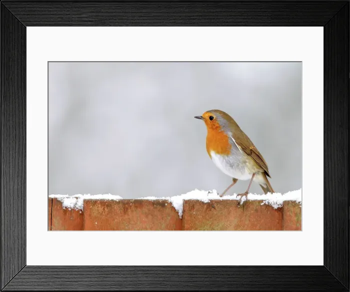Framed Print : European Robin (Erithacus rubecula) on garden fence in the snow Framed Print : European Robin (Erithacus rubecula) on garden fence in the snow