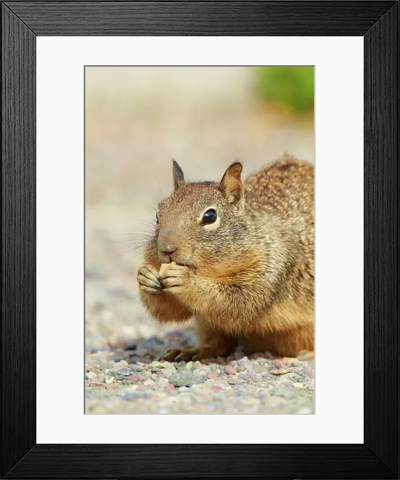 Framed Print : USA, California, San Francisco bay Framed Print : USA, California, San Francisco bay