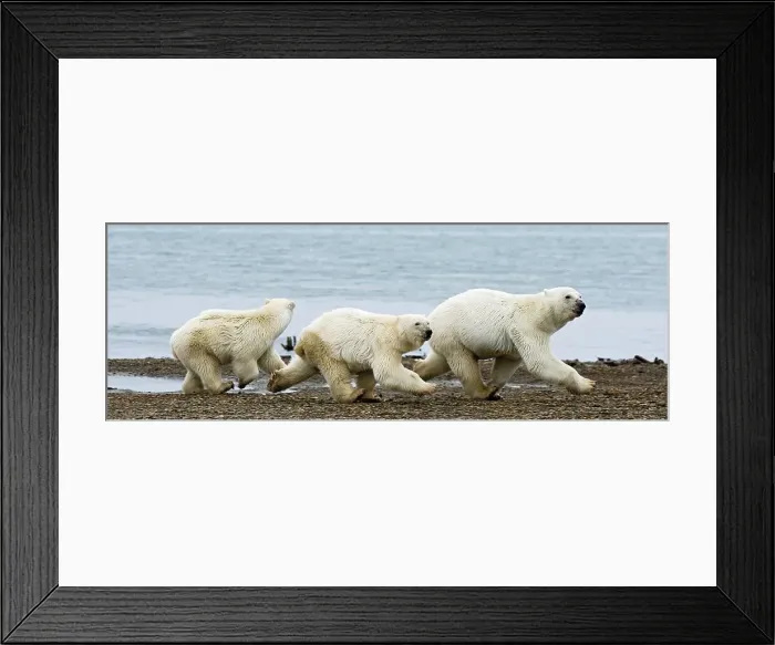 Framed Print : A polar bear (Ursus maritimus) sow with a pair of cubs travel along a barrier island in search of food