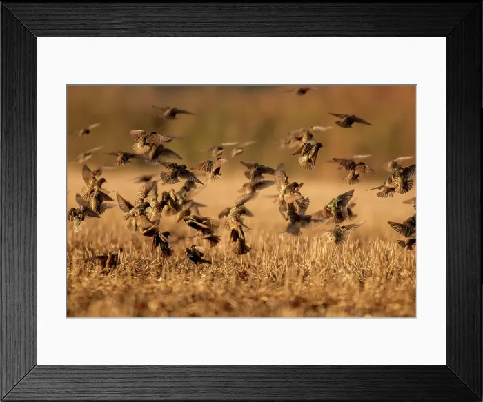 Framed Print : UK, England, Norfolk, Starlings (Sturnus vulgaris) flocking over field Framed Print : UK, England, Norfolk, Starlings (Sturnus vulgaris) flocking over field