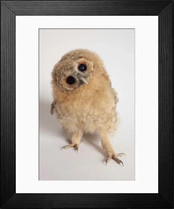 Framed Print : Close-up of a Tawny owl (Strix aluco) chick against white background Framed Print : Close-up of a Tawny owl (Strix aluco) chick against white background