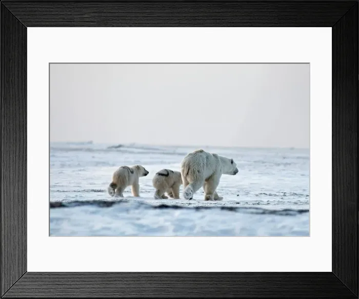 Framed Print : 4340, 4340-2328