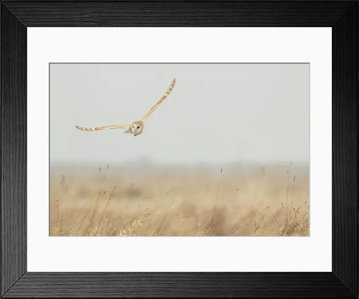 Framed Print : UK, England, Norfolk, Barn Owl (Tyto alba) in flight Framed Print : UK, England, Norfolk, Barn Owl (Tyto alba) in flight