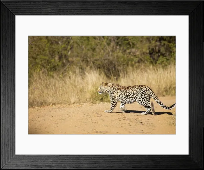 Framed Print : Leopard (Panthera pardus). Madikwe Game Reserve