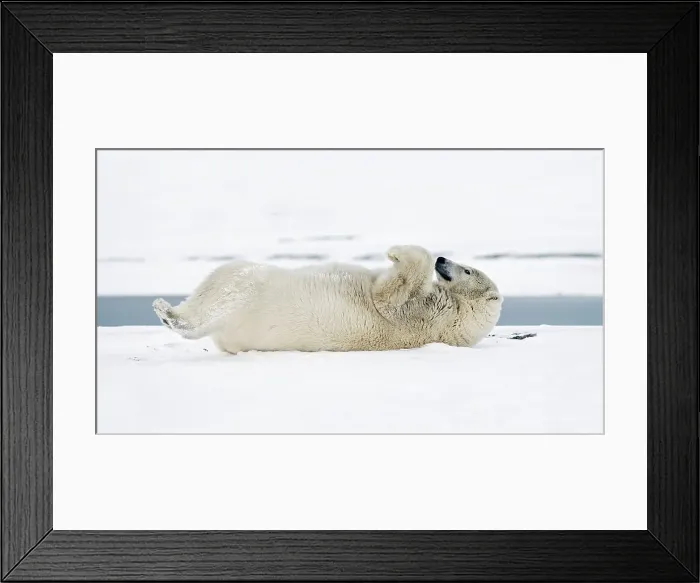 Framed Print : A young polar bear (Ursus maritimus) boar rolls around in the snow to either clean its coat or scratch its back Framed Print : A young polar bear (Ursus maritimus) boar rolls around in the snow to either clean its coat or scratch its back