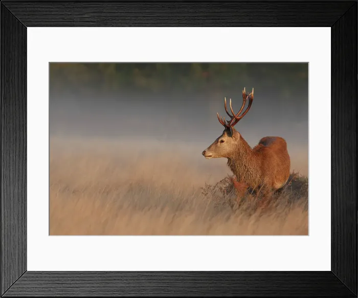 Framed Print : Red Deer Stag, Cervus elaphus, Rutting season Framed Print : Red Deer Stag, Cervus elaphus, Rutting season