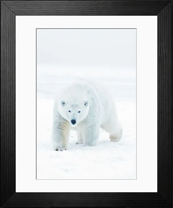 Framed Print : A curious young polar bear (Ursus maritimus) boar approaches from newly formed pack ice during the Fall freeze up Framed Print : A curious young polar bear (Ursus maritimus) boar approaches from newly formed pack ice during the Fall freeze up