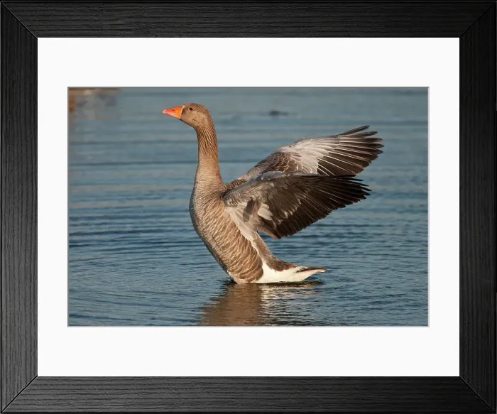 Framed Print : UK, Norfolk, Snettisham, RSPB Reserve Framed Print : UK, Norfolk, Snettisham, RSPB Reserve