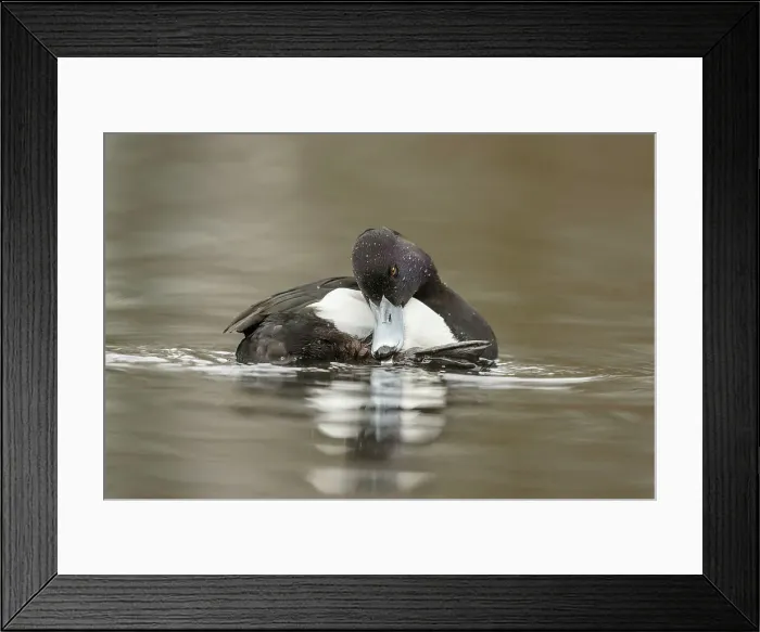 Framed Print : Tufted Duck, Aythya fuligula, male Framed Print : Tufted Duck, Aythya fuligula, male
