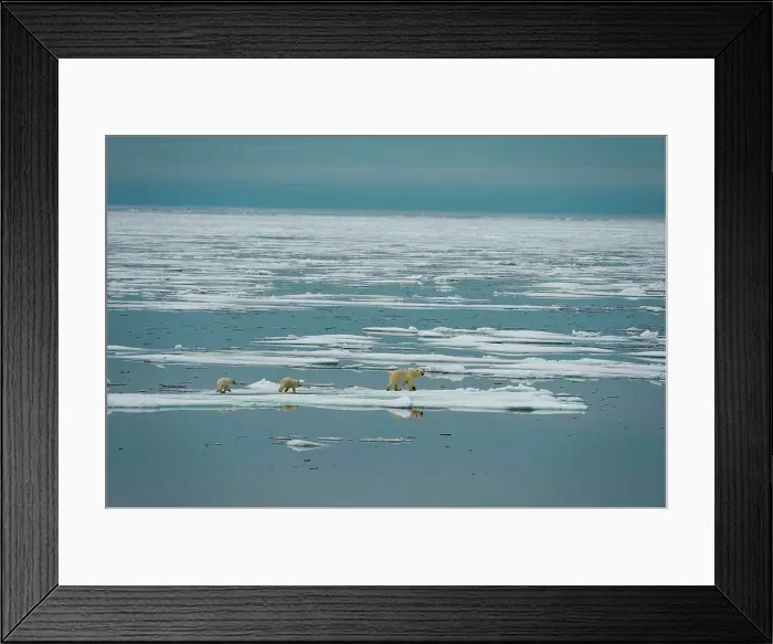 Framed Print : polar bear, Ursus maritimus, sow with spring cubs travel multi-year sea ice in search of seals in summer