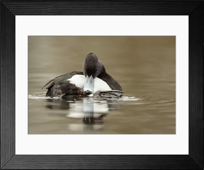 Framed Print : Tufted Duck, Aythya fuligula, male Framed Print : Tufted Duck, Aythya fuligula, male