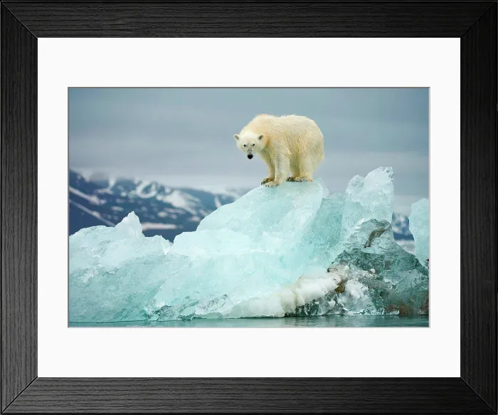 Framed Print : Polar bear (Ursus maritimus), perches atop a melting glacial ice floe along Woodfjorden