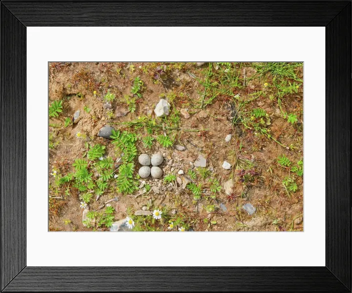 Framed Print : UK, Norfolk, nest and eggs of Little Ringed Plover Framed Print : UK, Norfolk, nest and eggs of Little Ringed Plover