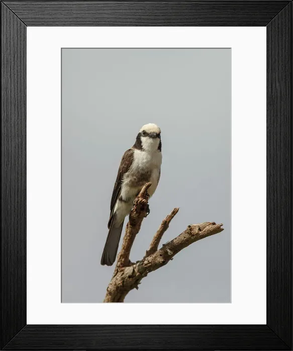 Framed Print : White Crowned Shrike, Eurocephalus rappelli Framed Print : White Crowned Shrike, Eurocephalus rappelli