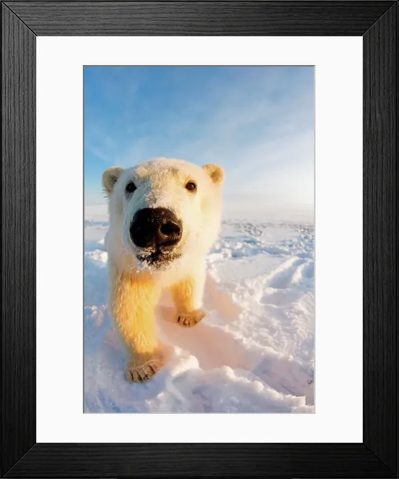 Framed Print : 4340, 4340-2704 Framed Print : 4340, 4340-2704
