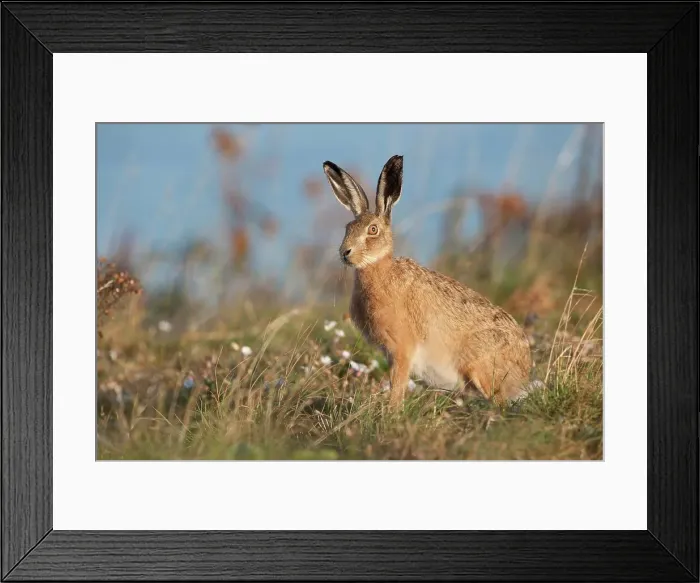 Framed Print : United Kingdom, Norfolk, Brown Hare (Lepus europaeus) adult in Breckland habitat Framed Print : United Kingdom, Norfolk, Brown Hare (Lepus europaeus) adult in Breckland habitat