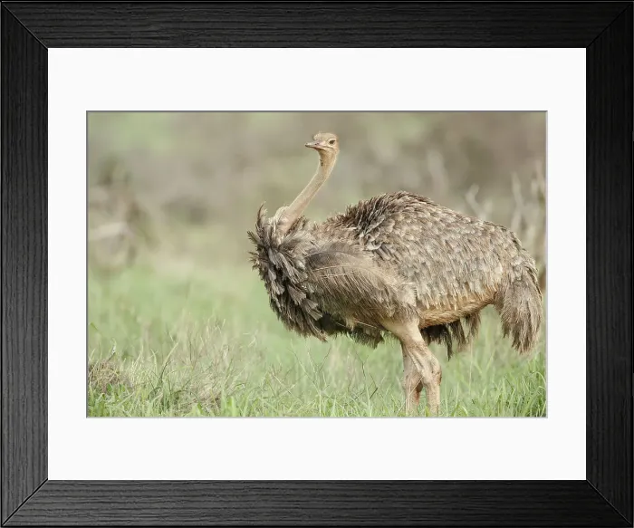 Framed Print : Ostrich, Struthio camelus, female Framed Print : Ostrich, Struthio camelus, female