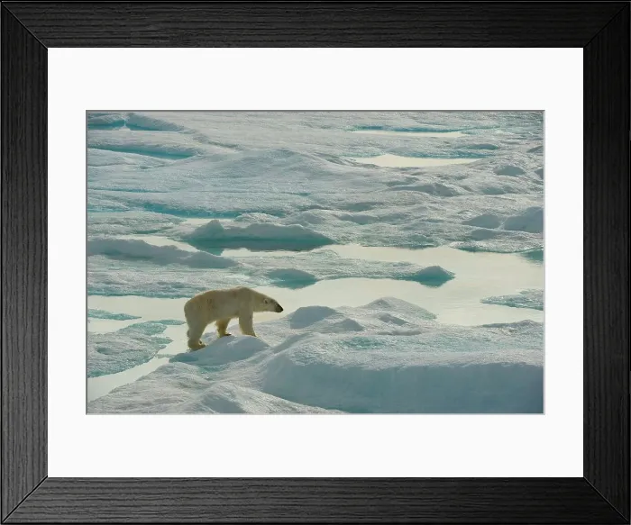 Framed Print : polar bear, Ursus maritimus, adult boar travels the multi-year sea ice in search of seals in summer