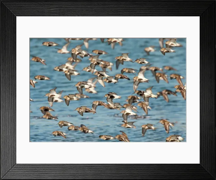 Framed Print : UK, Norfolk, flock of Dunlin, Calidris canutus Framed Print : UK, Norfolk, flock of Dunlin, Calidris canutus