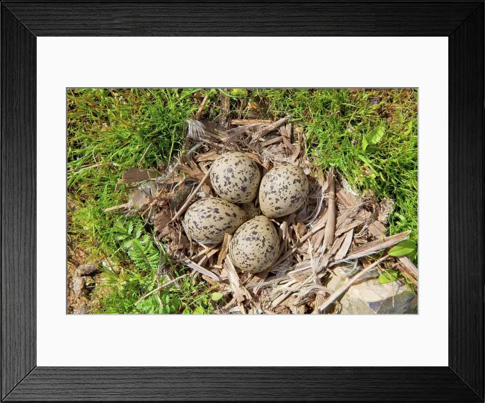 Framed Print : UK, Norfolk, nest and eggs of Pied Avocet
