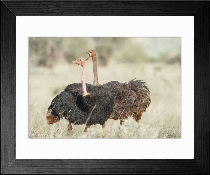 Framed Print : Ostrich, Struthio camelus, male & female Framed Print : Ostrich, Struthio camelus, male & female