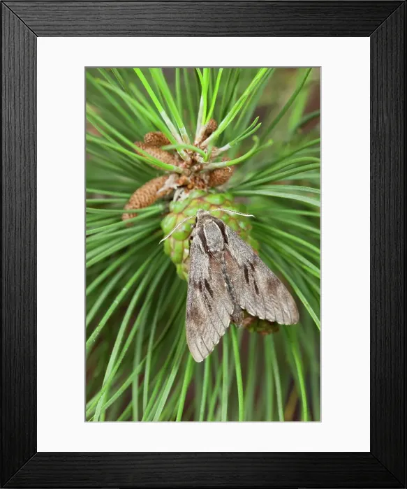 Framed Print : UK, Norfolk, Pine Hawkmoth (Hyloicus pinastri) resting on pine cone Framed Print : UK, Norfolk, Pine Hawkmoth (Hyloicus pinastri) resting on pine cone