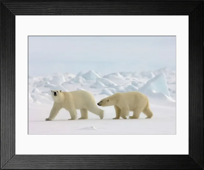 Framed Print : 4340, 4340-249 Framed Print : 4340, 4340-249