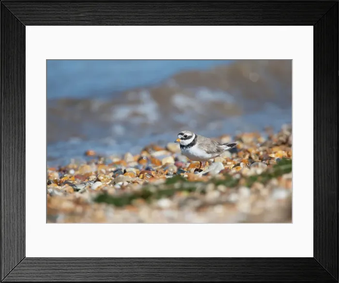 Framed Print : UK, Norfolk, adult Ringed Plover Framed Print : UK, Norfolk, adult Ringed Plover