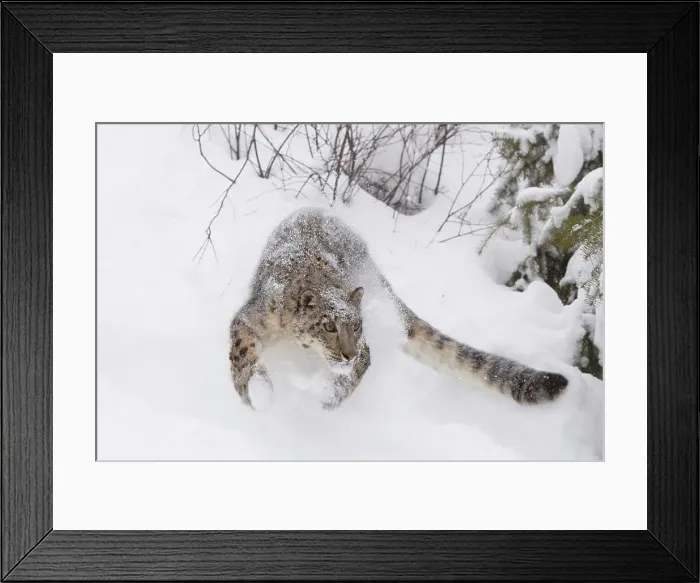 Framed Print : Snow Leopard (Uncia uncia) in deep snow Framed Print : Snow Leopard (Uncia uncia) in deep snow