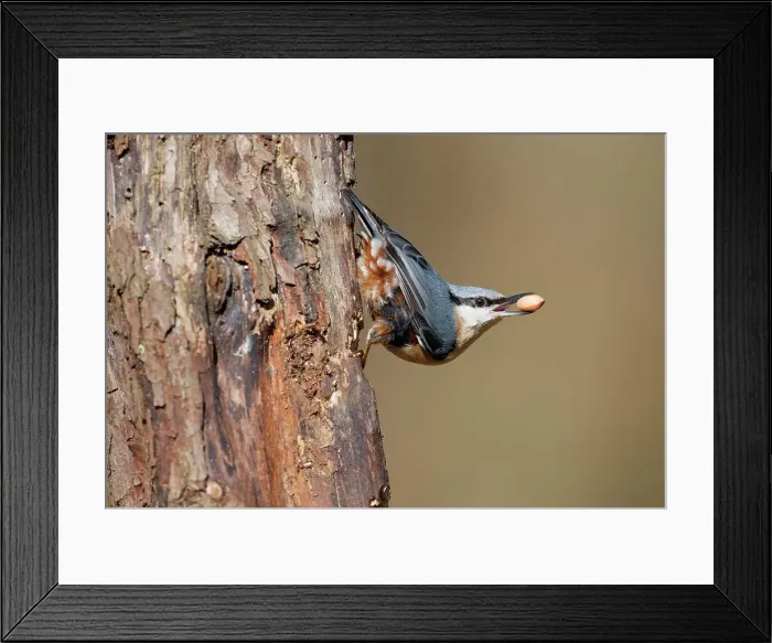 Framed Print : UK, Norfolk, Nuthatch, Sitta europaea Framed Print : UK, Norfolk, Nuthatch, Sitta europaea