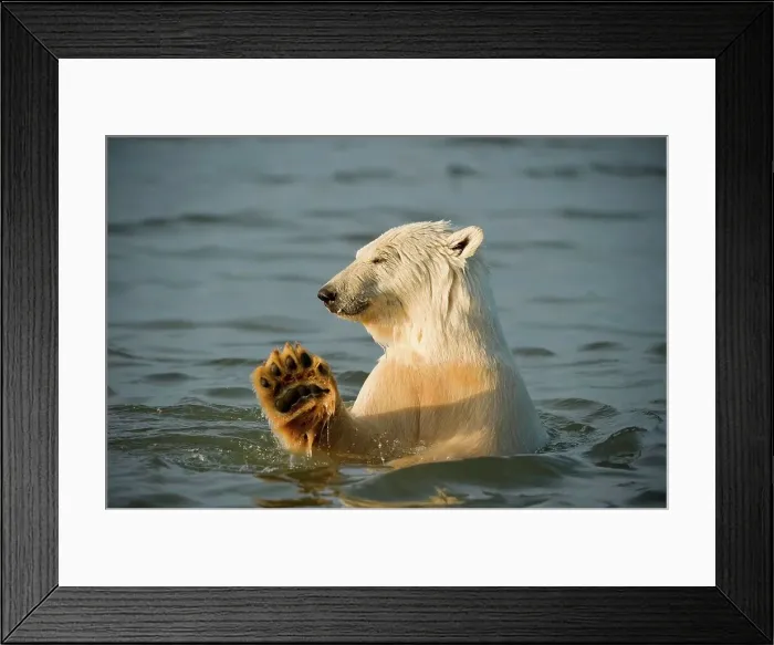 Framed Print : polar bear, Ursus maritimus, profile of a young bear playing in the water as it waits for fall freeze up
