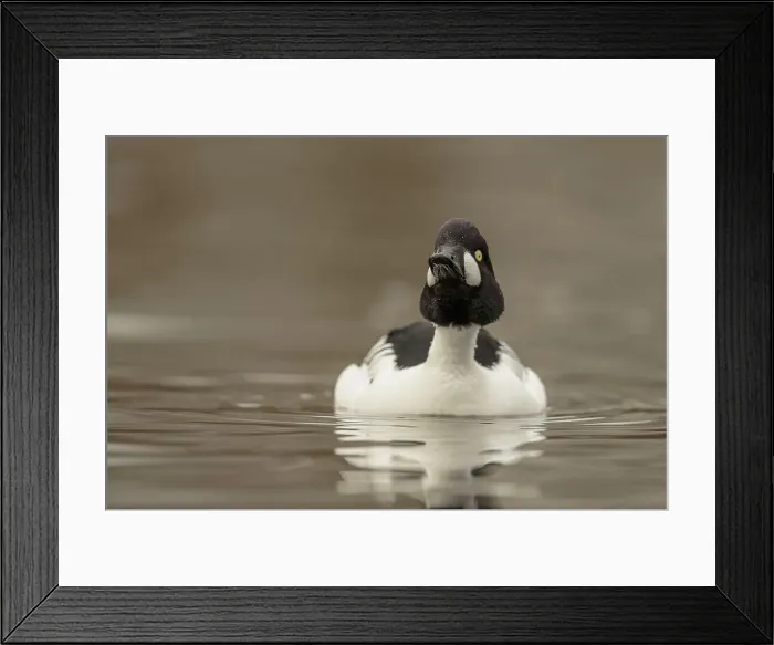 Framed Print : Goldeneye Duck, Bucephala, Male Framed Print : Goldeneye Duck, Bucephala, Male